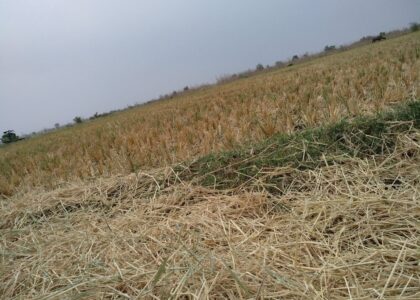 Immagine di agricoltura colpita da eventi climatici estremi