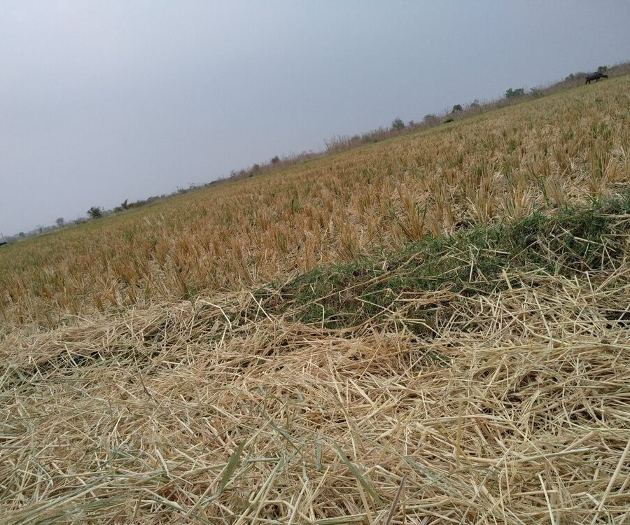 Immagine di agricoltura colpita da eventi climatici estremi