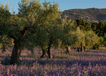 Giacenze di olio d'oliva in Italia
