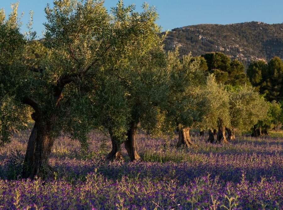 Giacenze di olio d'oliva in Italia