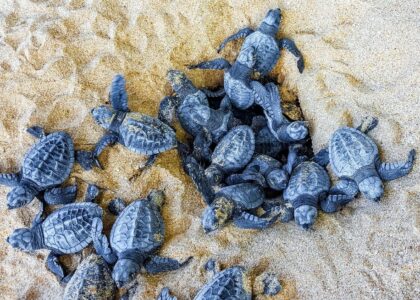 Nidi di Caretta caretta lungo le coste italiane