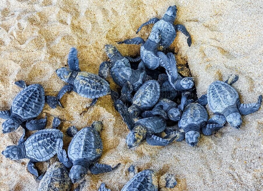 Nidi di Caretta caretta lungo le coste italiane