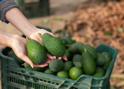 Produzione di avocado in Sicilia