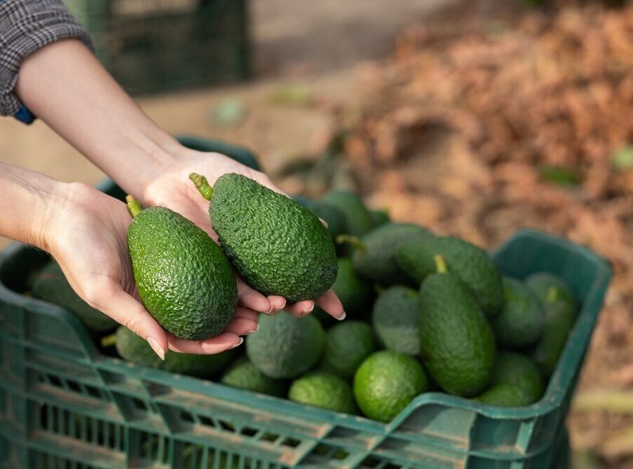 Produzione di avocado in Sicilia