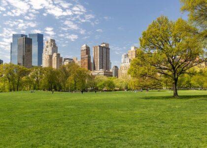 Alberi in città per contrastare il cambiamento climatico