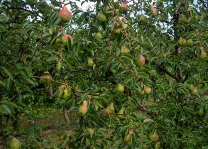 Pere italiane in esportazione