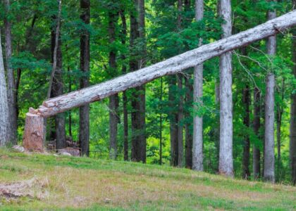 Aumento dei costi produttivi per i pannelli in legno