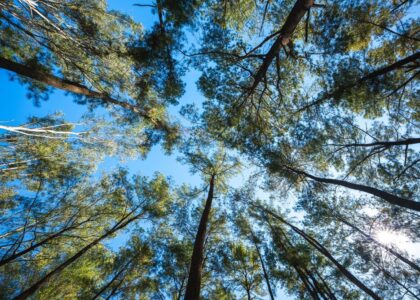 Alberi piantati in Italia