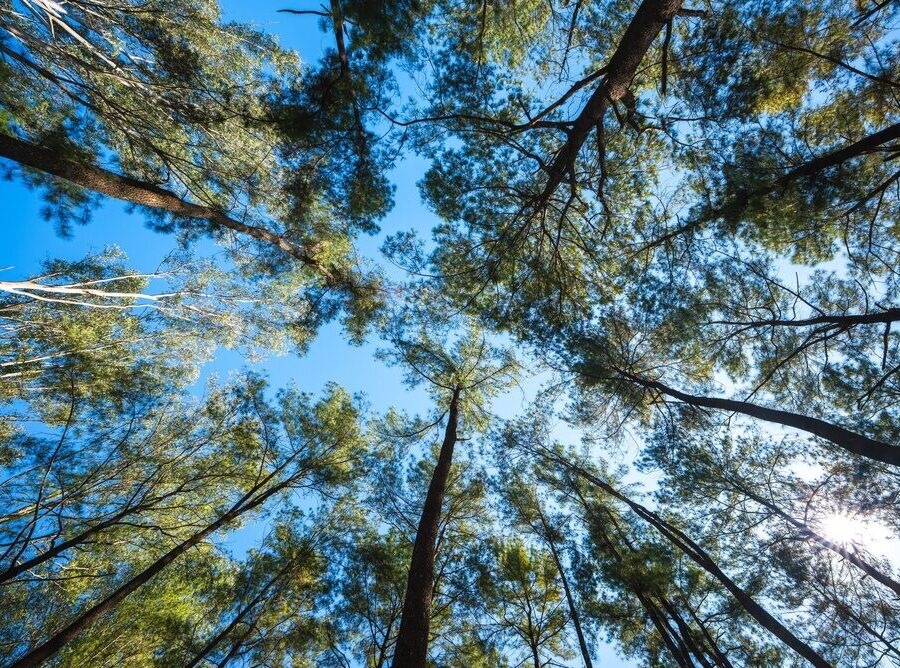 Alberi piantati in Italia
